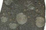 Fossil Ammonite Cluster - Posidonia Shale, Germany #368176-1